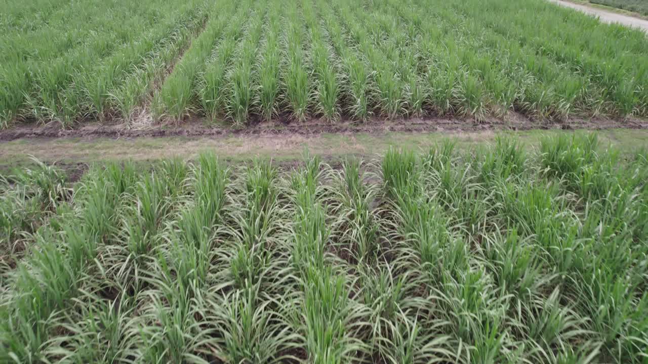 콜롬비아 칼리 의 파인애플 재배