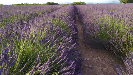 lavender field in valensole, provence, france