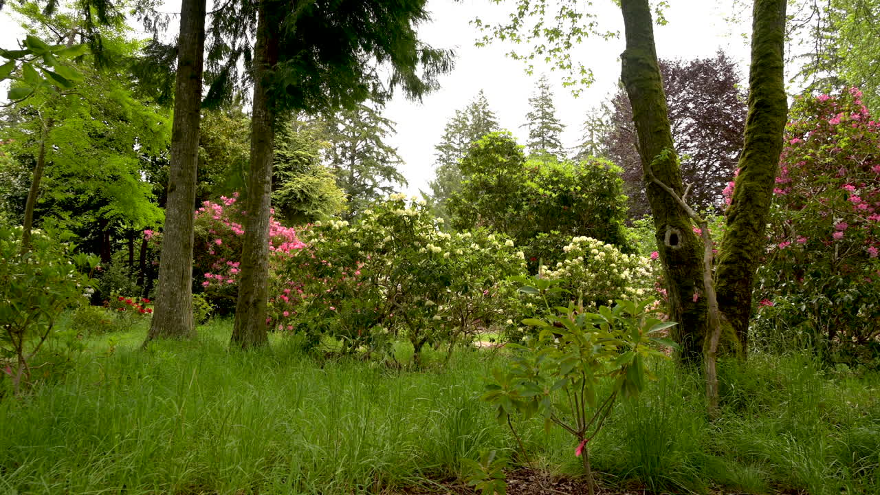 Hinsdale Rhododendron Garden in Reedsport, Oregon. Panning shot of park.