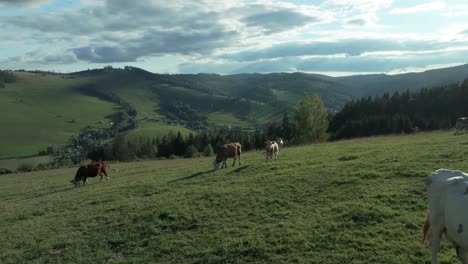 Cinematic-wide-footage-of-a-drone-flying-very-close-above-cows-grazing-on-a-vibrant-green-hill-with-rolling-mountains-and-fluffy-clouds-in-a-clear-blue-sky-on-a-summer-day