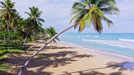 palmeras inclinadas en una playa caribeña tropical desierta