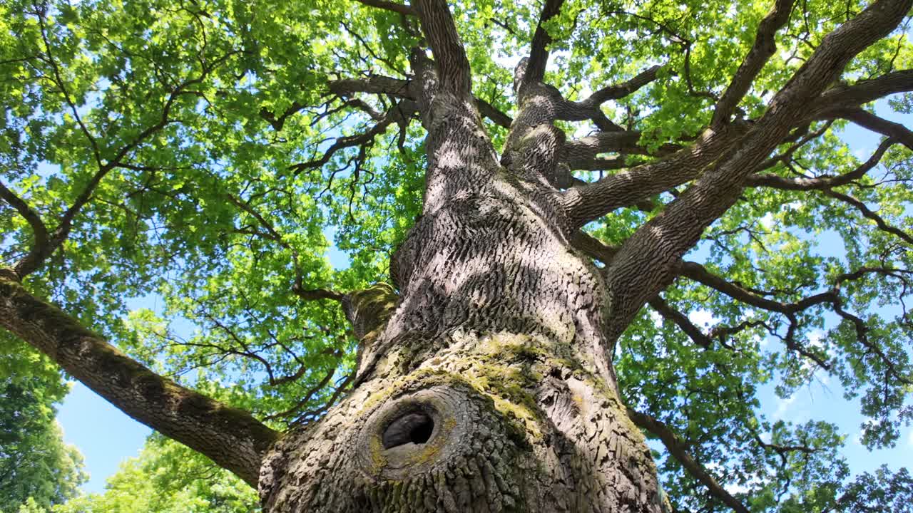 A large spreading tree with wide branches. Old oak.