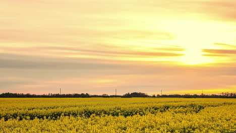 Rückwärtsgleitende-Aufnahme-Eines-Feldes-Mit-Gelben-Blumen-Unter-Einem-Wolkigen-Orangefarbenen-Himmel