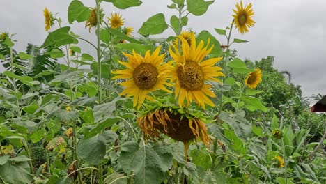 sunflowers gently moving in a windy field