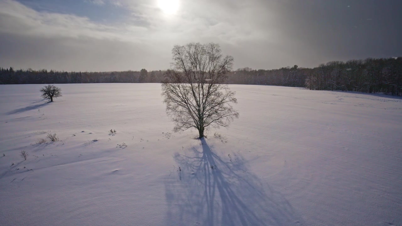 Storslået droneoptagelse fra luften af et ensomt træ på en sneklædt vintermark, mens sneen falder over det nordlige Michigan.