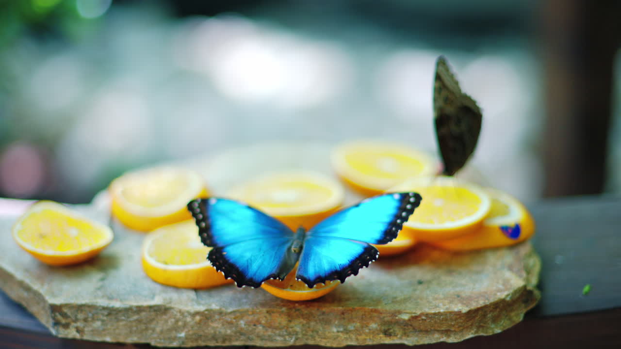 The Menelaus blue morpho butterfly fluttering its wings while eating nectar from oranges