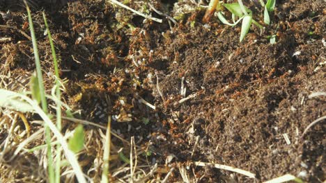 ants working together moving their eggs to safer place