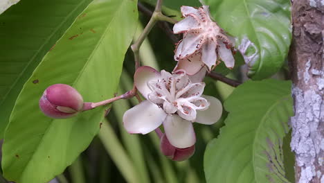 hermosas flores silvestres de color rosa púrpura - primer plano
