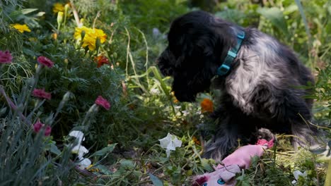 lindo cachorro spaniel en un colorido jardín floreciente olfatea juguete de cerdo, enfoque suave fijo