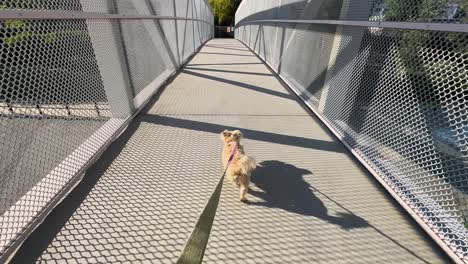 An-early-morning-walk-with-a-dog-on-a-pedestrian-bridge