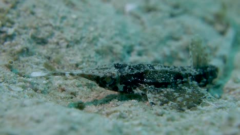 Seamoth-De-Nariz-Larga-Y-Delgada-Mueve-Los-Ojos-Rápidamente-Buscando-Comida-En-El-Fondo-Del-Océano