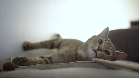 un gato tabby de pelo corto, de color gris con marcas negras jugando con un juguete en un sofá
