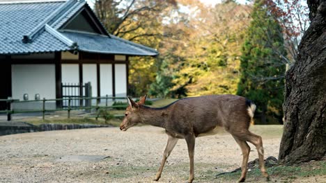 A peaceful moment capturing a deer roaming freely in Nara National Park, Japan.