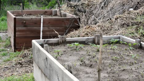 sombrías cajas de jardín sin vida que luchan por cultivar plantas