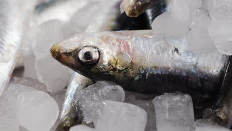 anchoas frescas en hielo