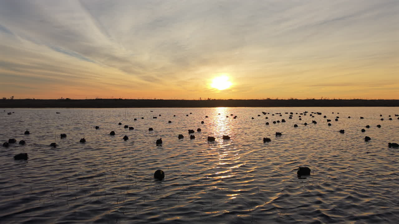 Tranquil sunset on rural lagoon in Buenos Aires countryside, Argentina, aquatic birds float peacefully across golden waters, Aerial view