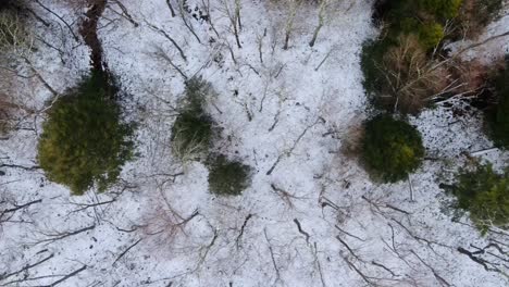 -Bird's-eye-aerial-footage-of-a-snowy-forest-with-bare-trees-and-pine-trees