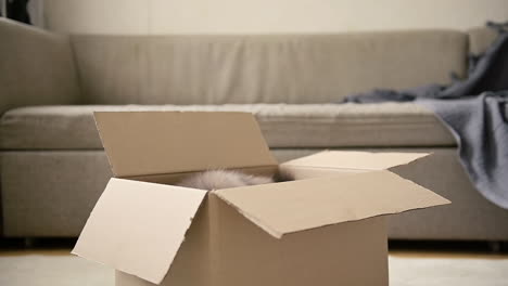 adorable gato sentado dentro de una caja de cartón en casa