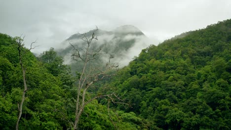 dosel de la selva tropical