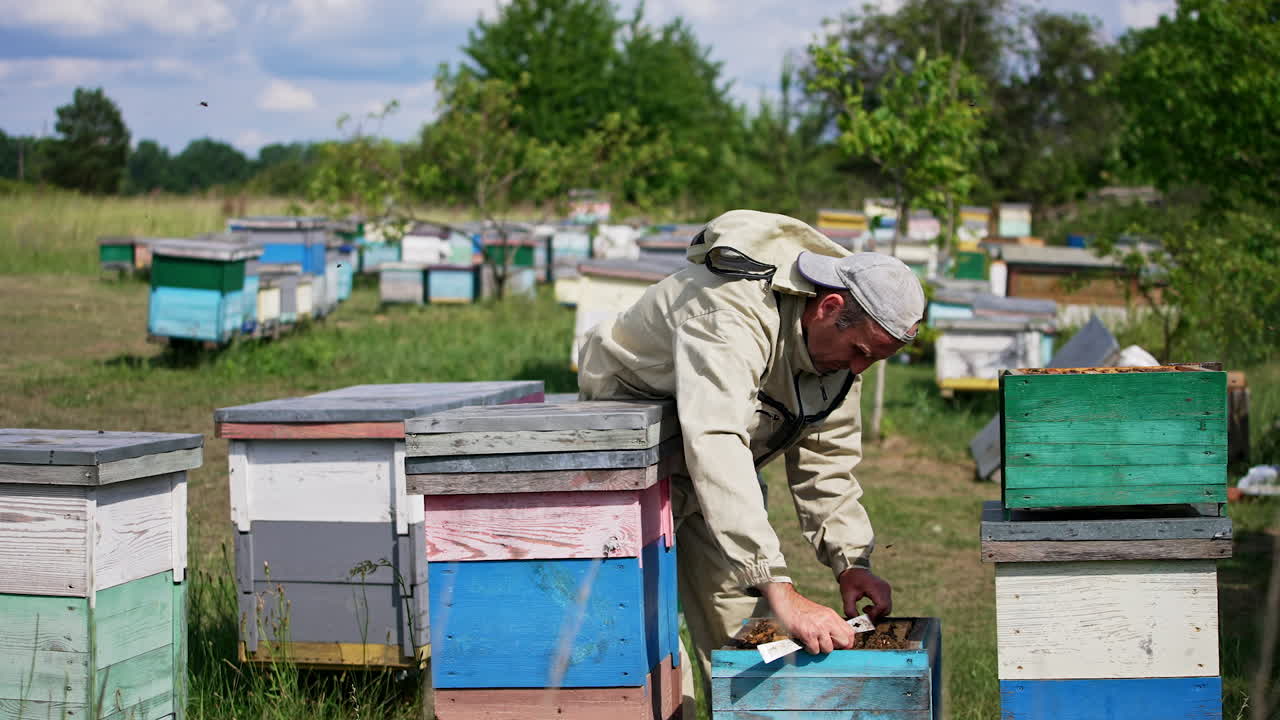 Professional apiarist standing near the wooden hives. Man takes a frame coated with bees out of hive. Checking up the honey harvest on sunny weather.