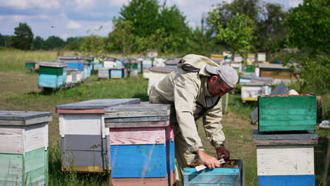 professional apiarist standing near the wooden hives. man takes a frame coated with bees out of hive. checking up the honey harvest on sunny weather.