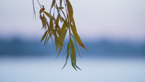 Weidenblätter-Wiegen-Den-Wind-Aus-Nächster-Nähe.-Ruhiges,-Schönes-Naturkonzept.