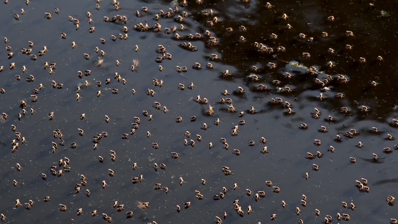 Small dipterans on the surface of a pond - close up
