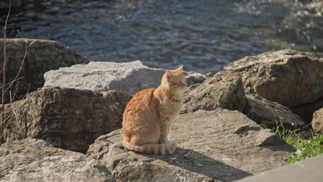 Gelb-orangefarbene-Katze,-Die-Sich-Umschaut-Und-Zeitlupe-4k-Uhd-Spielt