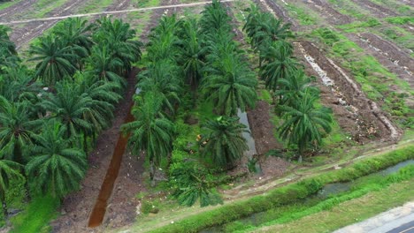 Aerial-drone-fly-around-capturing-a-digger-excavator-removing-the-palm-trees-with-birds-foraging-on-the-side,-deforestation-for-palm-oil,-environmental-concerns-and-habitat-loss