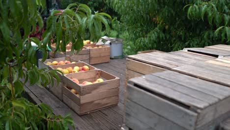 tractor with flatbed loaded with peaches moves through an orchard