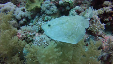 Torpedo-ray-cruises-along-the-coral-reef