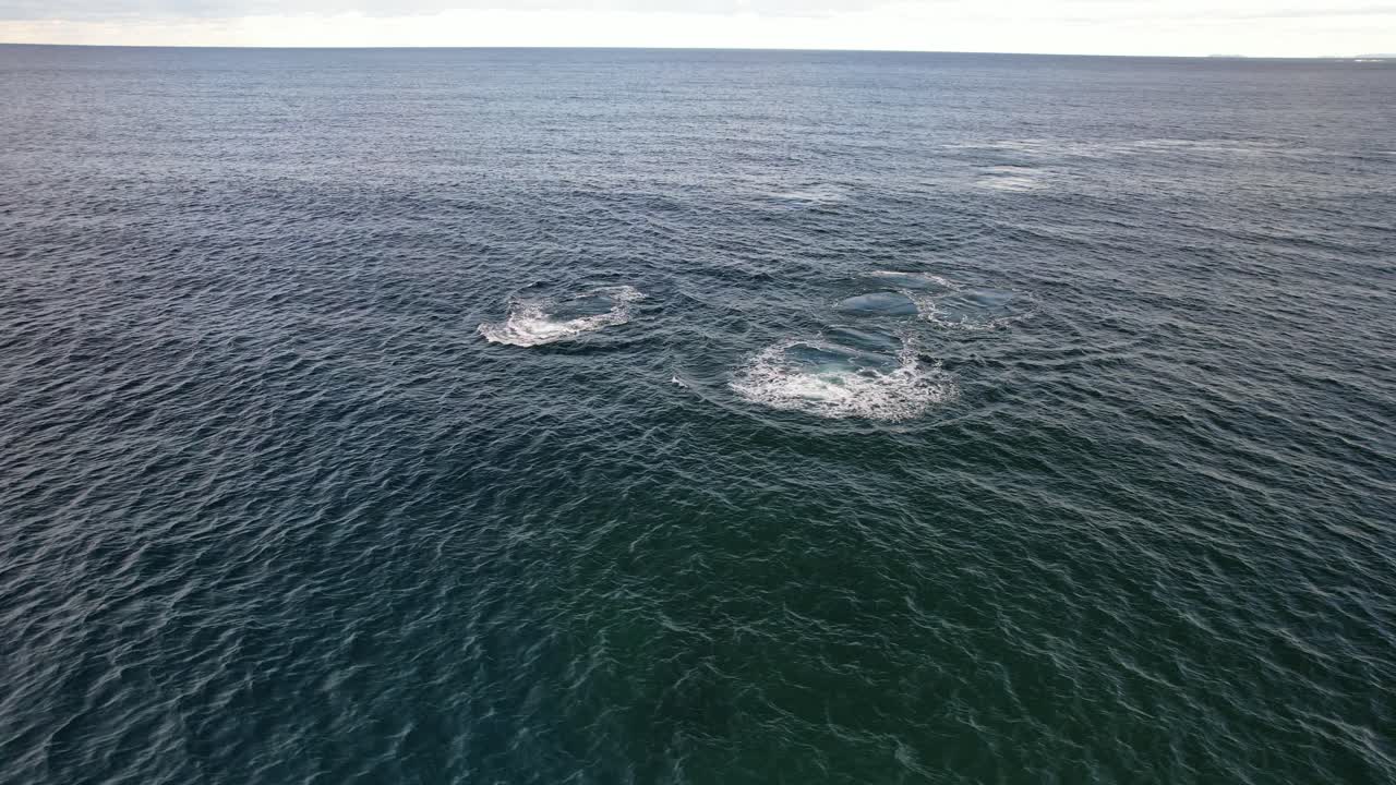 Drone Shot Of Humpback Whales Swimming In The Sea In NSW, Australia