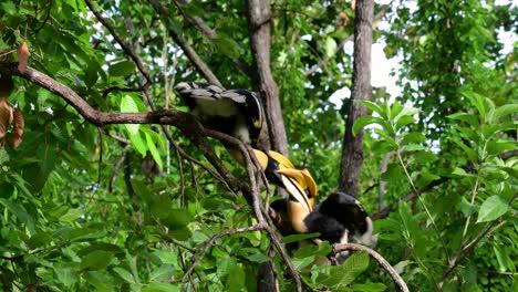 the great hornbill is a big bird with huge horn-like yellow bill used to gather fruits and other food items in the jungle