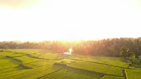 sunset scenery over green rice fields in bali, indonesia - drone shot