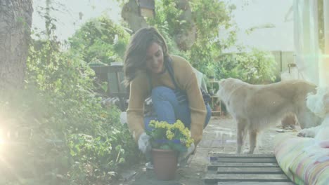 Spot-of-light-against-caucasian-woman-gardening-and-playing-with-her-dog-at-home