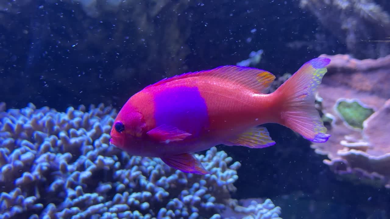 Peixe anthias Squarespot exótico e colorido - um peixe de recife de água salgada vibrante com cores neon brilhantes e padrões únicos
