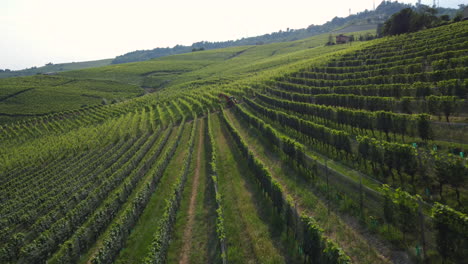 Traktormaschinenausrüstung-Auf-Dem-Landwirtschaftsfeld-Der-Weinberge