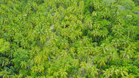 flying down over above lush green tropical palm trees in the philippines