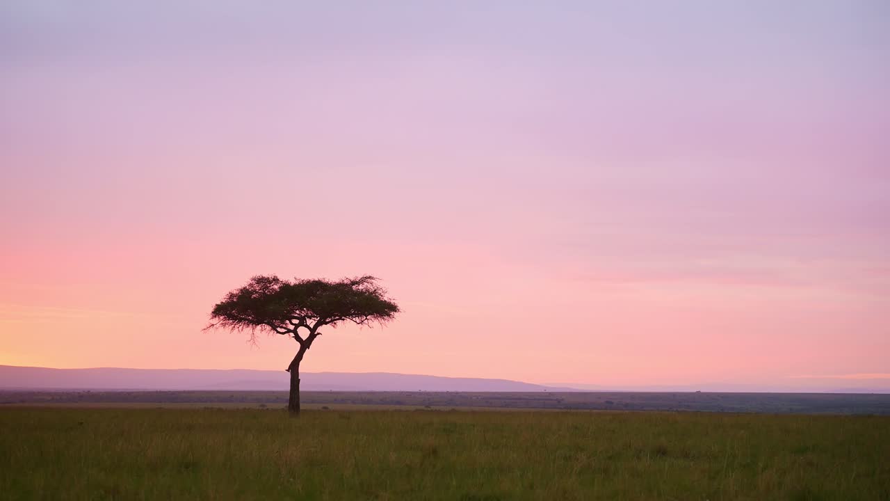 hermoso paisaje puesta de sol antes del anochecer con un árbol de acacia aislado en el horizonte naturaleza africana en la reserva nacional de masai mara, kenia, áfrica paisaje de safari en la reserva de masai mara norte