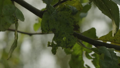 close up shot of leaves of an apple tree moving heave in the wind