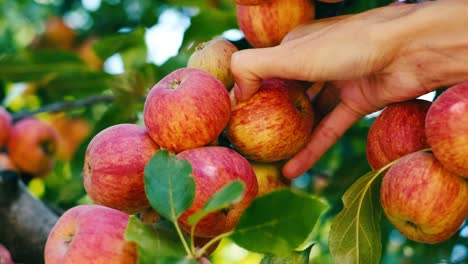 woman hand picking apple from apple tree