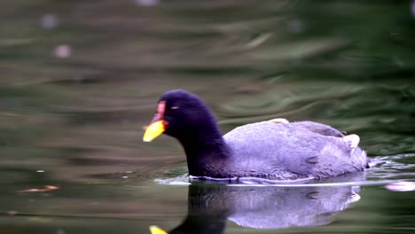 Nahaufnahme-Eines-Rotstirn-Blässhuhns,-Das-Auf-Einem-Teich-Schwimmt