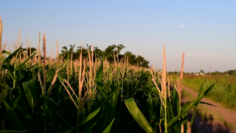 Paisaje-Con-Cultivos-De-Maíz-En-Primer-Plano-Y-Un-Camino-Rural-Que-Conduce-A-Una-Arboleda-Distante,-Una-Luna-Llena-Visible-En-El-Cielo