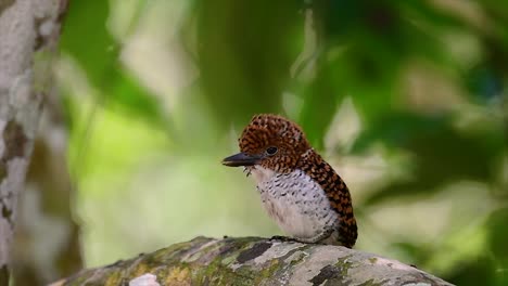 A-tree-kingfisher-and-one-of-the-most-beautiful-birds-found-in-Thailand-within-tropical-rain-forests