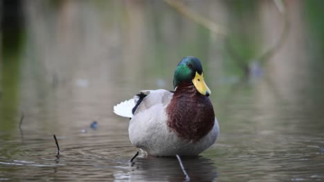 Beautiful-male-Mallard-duck-preening-it's-feathers-on-the-lake