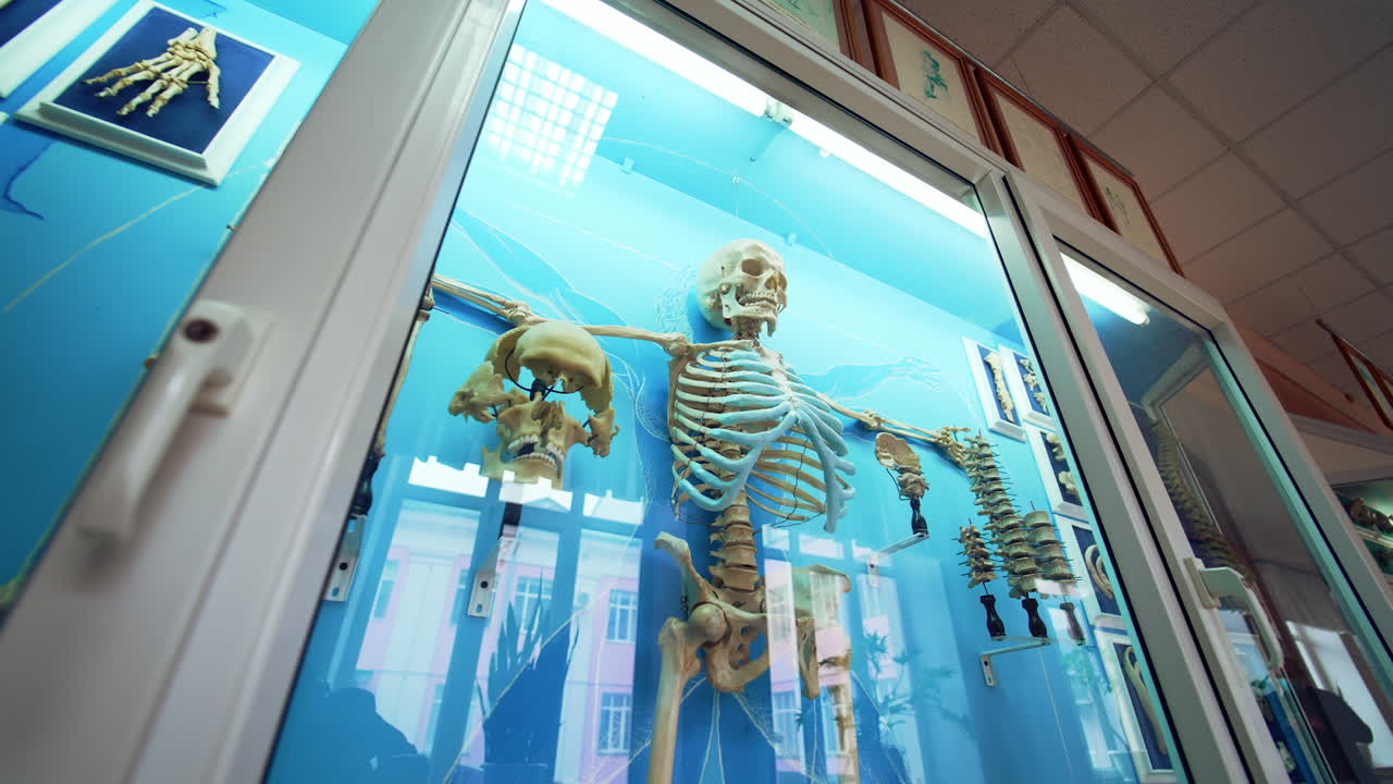 Interior of medical museum. Medical human skeleton model on display at medical museum
