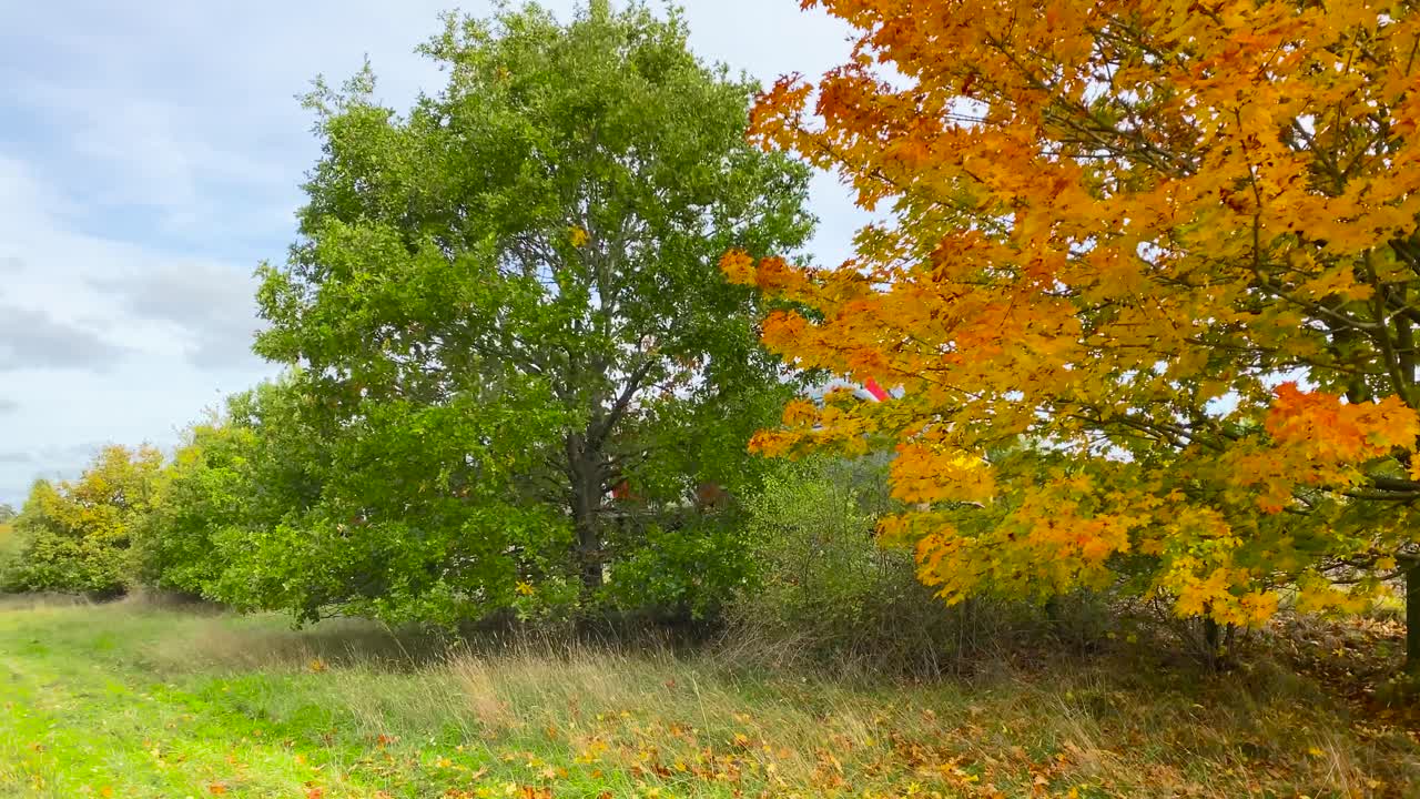 Treno che passa accanto a un albero autunnale marrone dorato in campagna, panoramica a sinistra