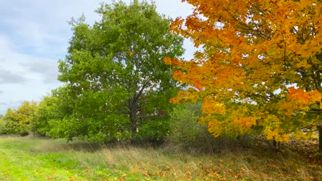 Train-passing-golden-brown-autumn-tree-on-the-countryside,-pan-left