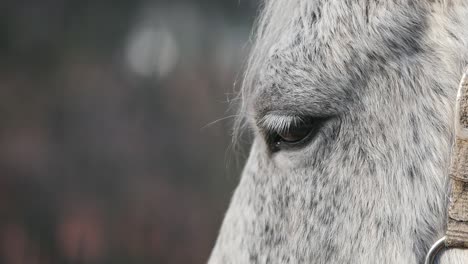 close-up of a grey horse's profile