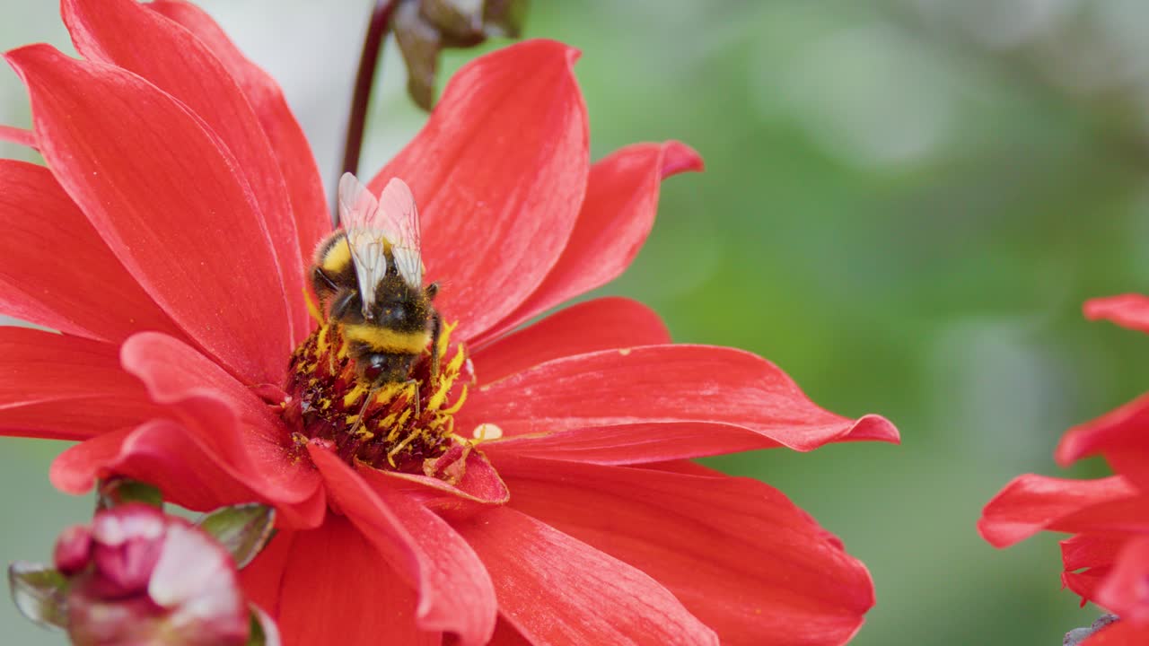 Bumblebee gathers pollen on red flower, macro shot, natural daylight, shallow depth of field